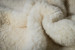 Merino Sheepskin Hides - 4